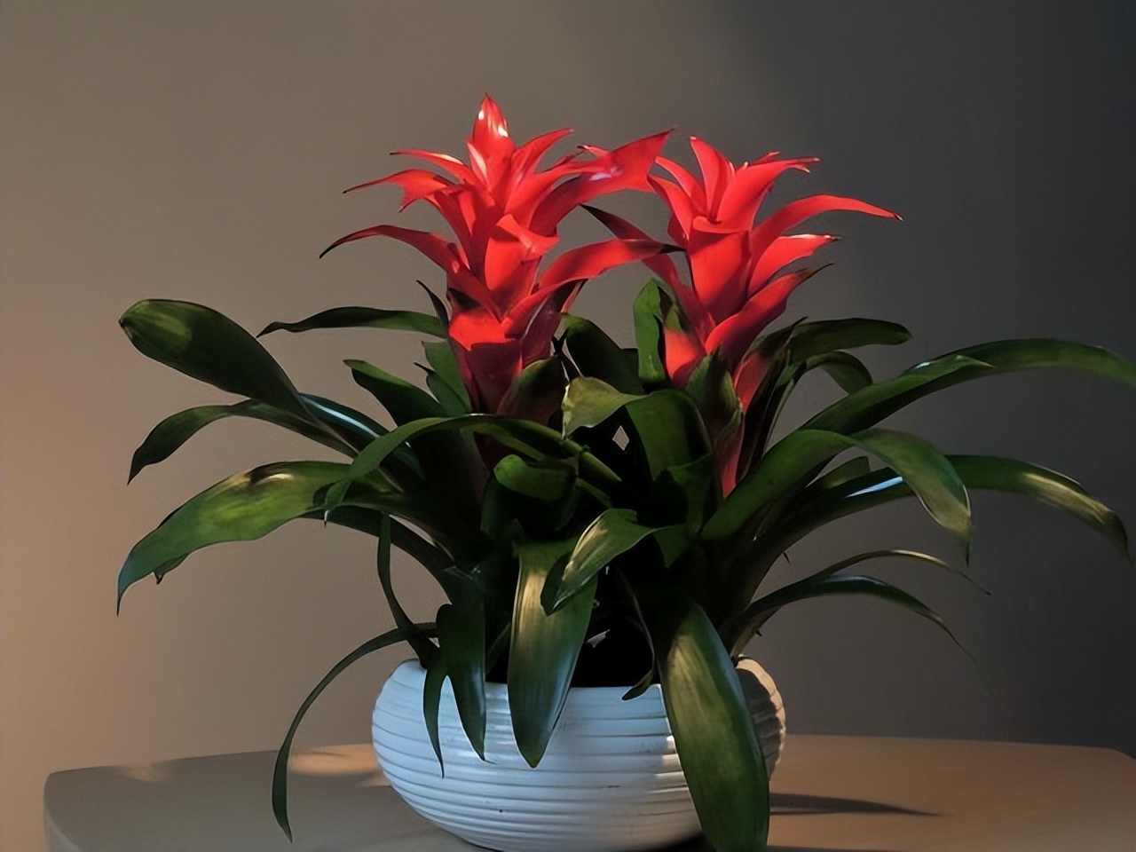 花卉养殖的技巧室内养什么花最好,什么大型花卉比较耐阴又好养