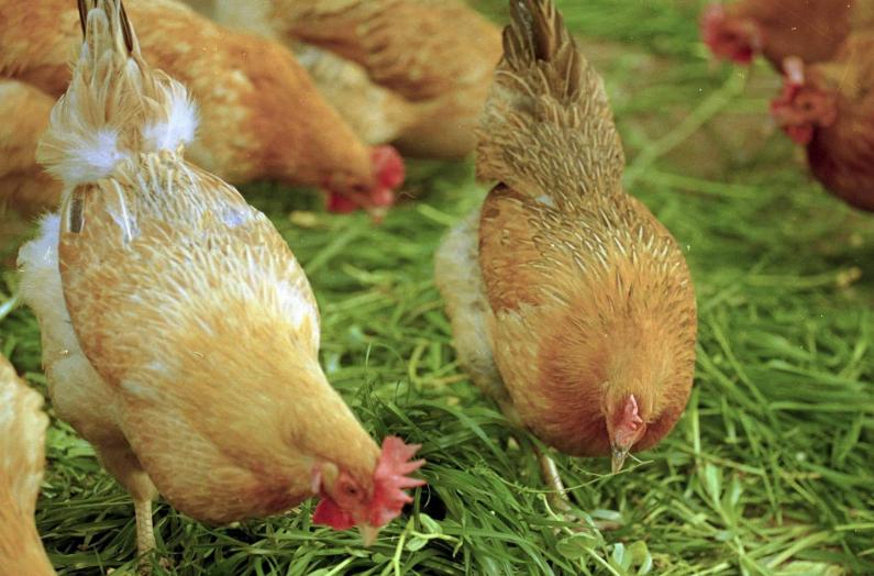 土鸡真的受欢迎吗,养土鸡的前景和注意事项