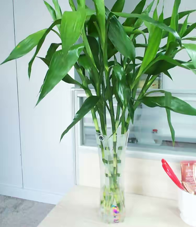 怎么样让水培富贵竹长得茂盛,短粗富贵竹水培方法