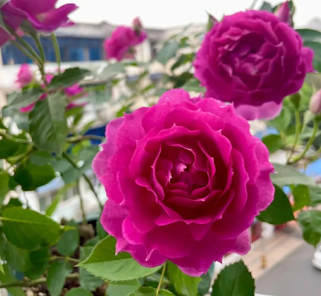 一定要种的几款月季,哪些月季品种不建议养