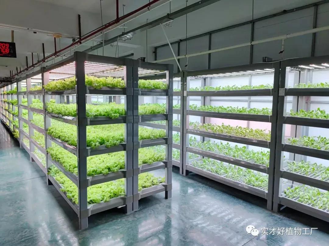 植物工厂真的存在,植物工厂原理