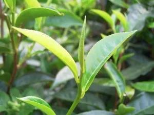 台湾日月潭红茶和高山茶的区别,台湾日月潭红茶