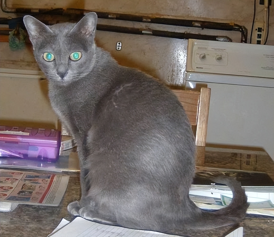 纯种猫咪有哪些颜色,纯种宠物猫有哪些品种