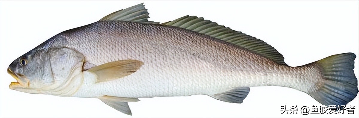 什么样的鱼才有鱼胶,鱼胶最好是哪种鱼