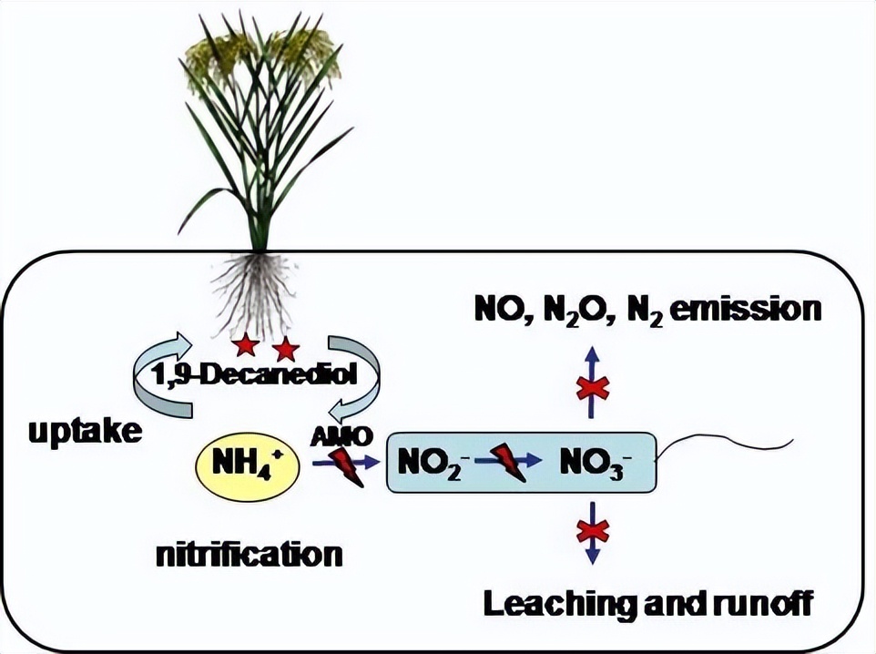 促进水稻氮素吸收利用的途径,促进水稻根系生长的措施
