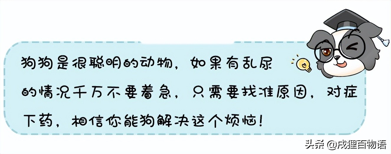 狗狗在狗窝乱拉屎尿如何解决,狗狗在笼子里乱翻窝