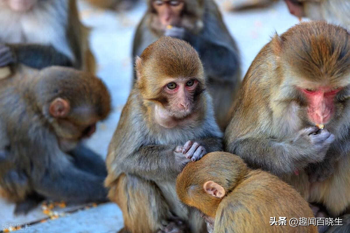 属猴的梦见老虎好不好周公解梦,属猴的梦见真猴子是什么意思呢