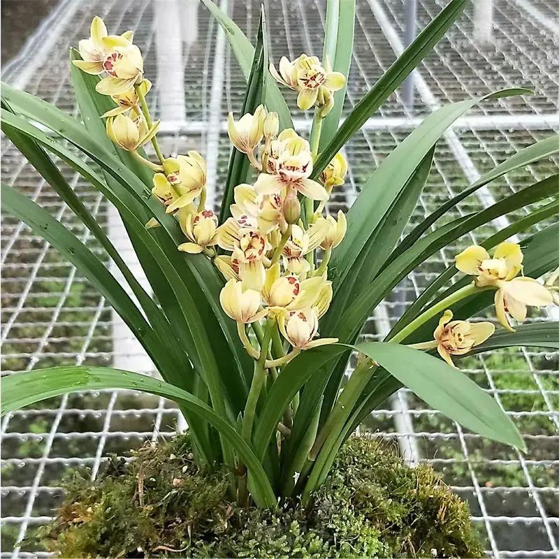 跌落神坛的名贵兰花,盘点最近几年火的兰花