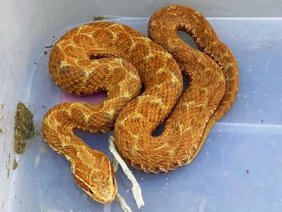 五一出行,这是包邮区城市最容易遇到的毒蛇