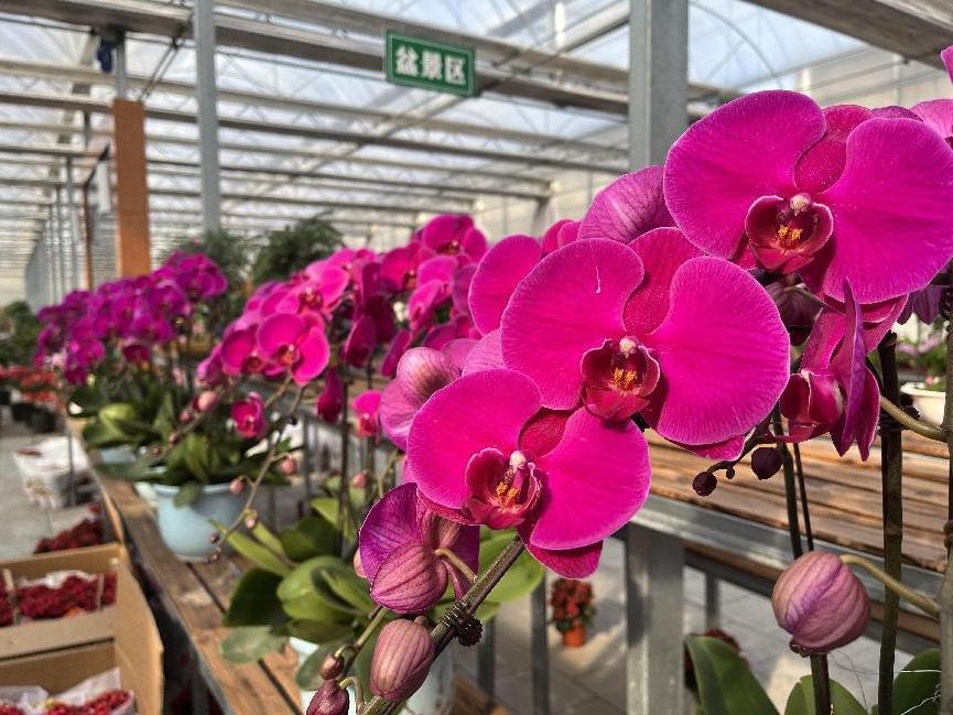 年宵花的市场在哪里,年宵花市场视频