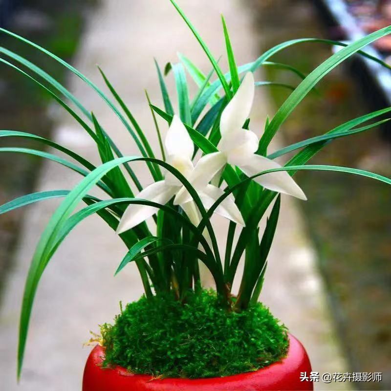 云南新发现的无叶兰花,云南发现一株顶级兰草