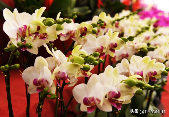 落英缤纷头条文章,落英缤纷芳草鲜美