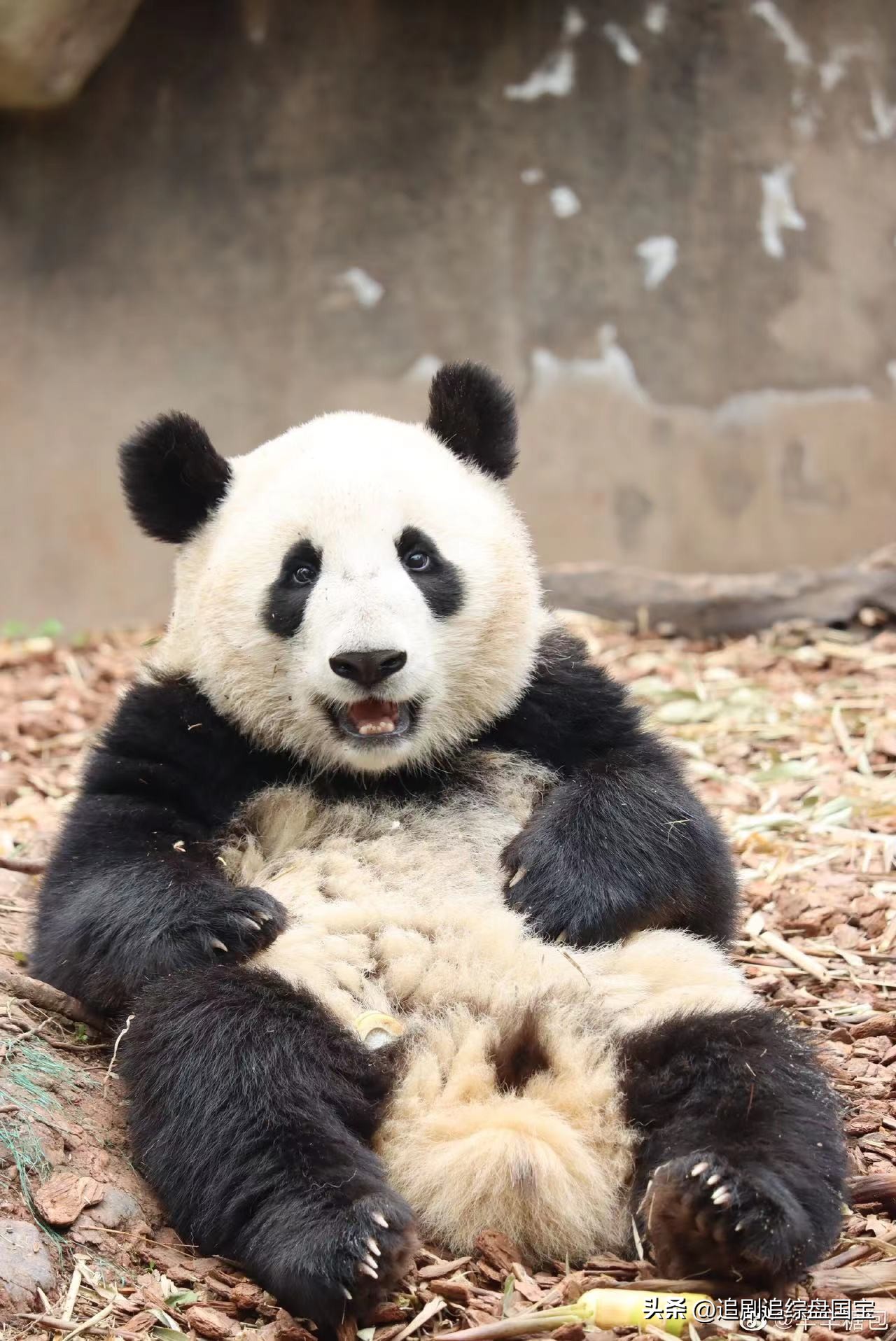 大熊猫金双金喜,大熊猫金喜金双