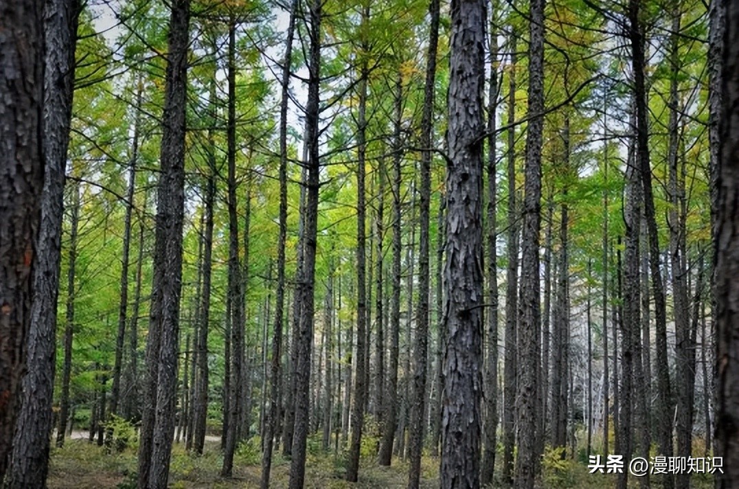 落叶松根部含二氢槲皮素功效,落叶松对人体有什么好处
