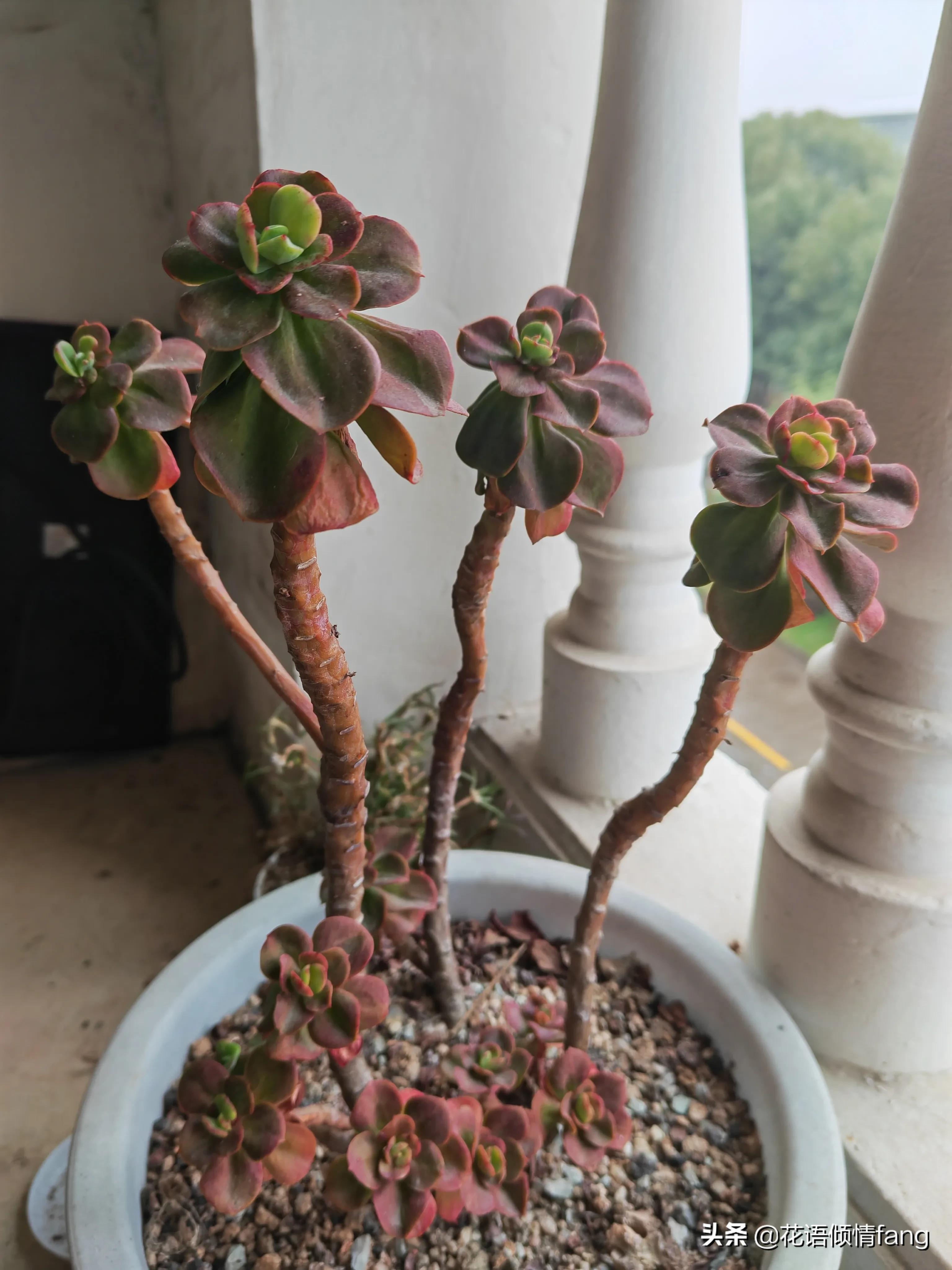 一棵红梅留几个芽头,一棵红梅开万朵花