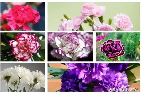 每种花代表的意义是什么,每种花的寓意是什么