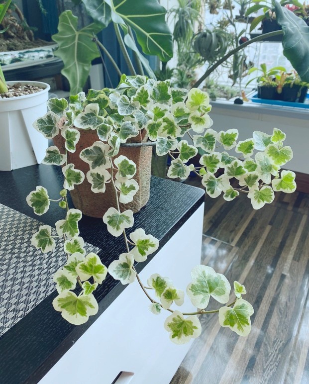 家居必备的几款高颜值中大型绿植,40款超治愈的家居绿植