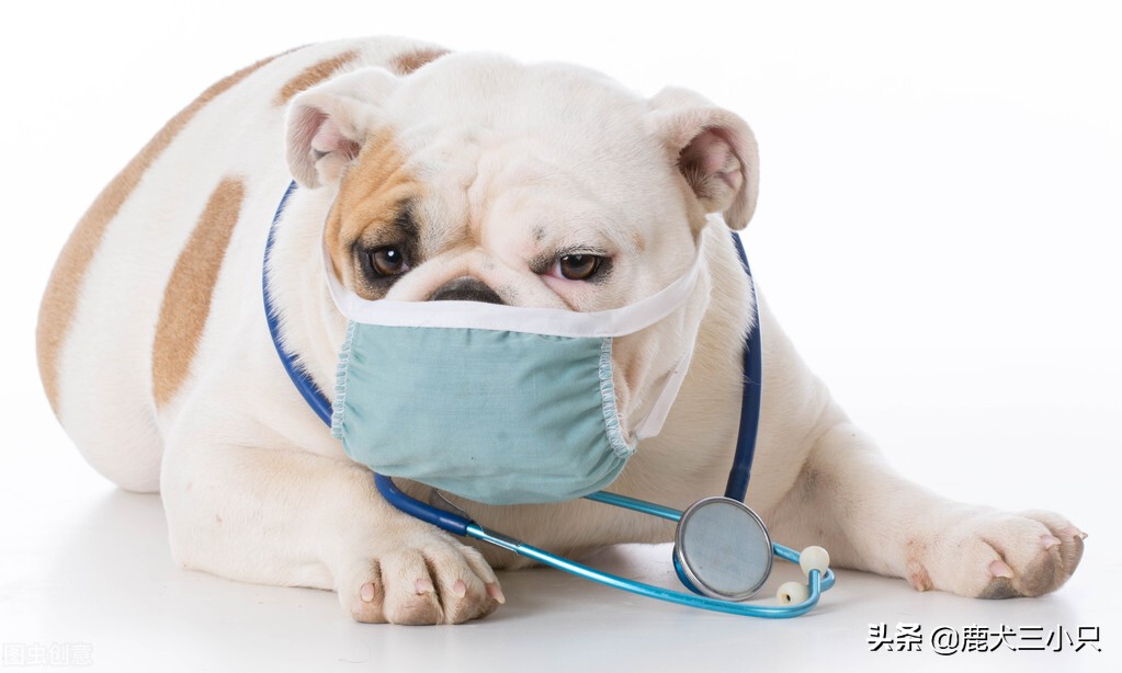 怎么注意狗狗呼吸道疾病,狗狗肠胃疾病吃什么药会好