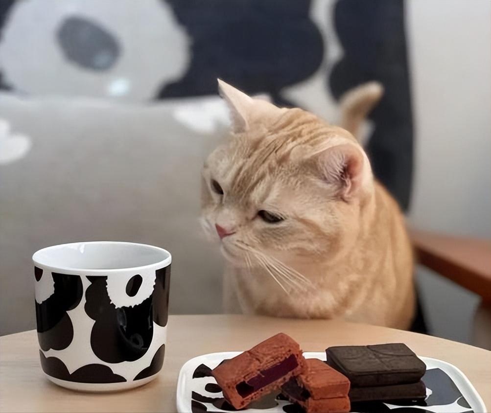 对猫非常危险的10种食物,坚决不能给猫吃的五种食物