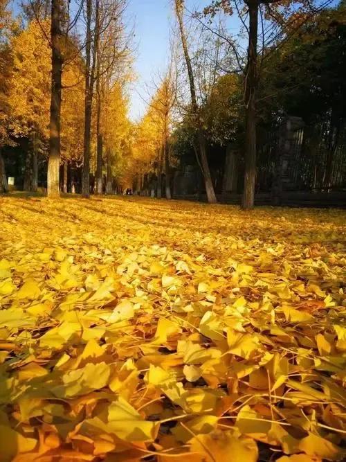 sothatsuchthat的倒装句,sothat和suchthat的区别