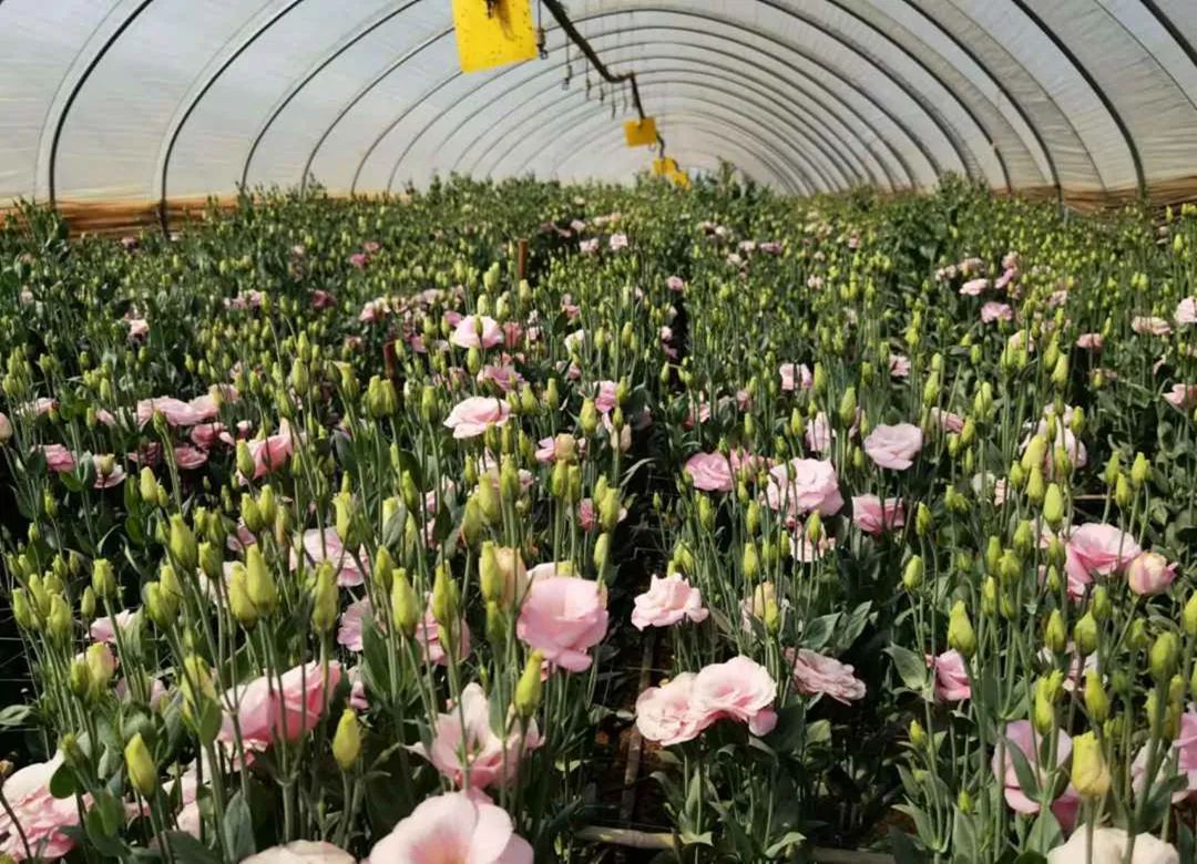 开远市经济发展,开远经济现状如何