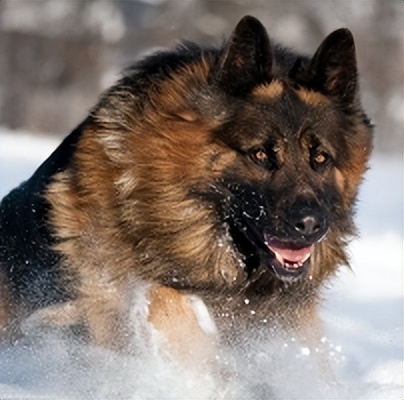 既高智商又可以保护你的大型狗狗,这些狗狗有多可爱长大就有多傻