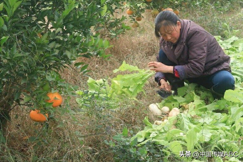 爱心蔬菜送环卫工,感恩蔬菜温暖环卫工人心