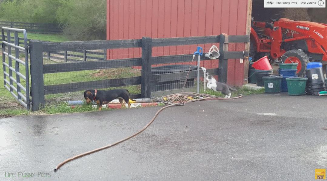 据说养猫超过3年，铲屎官都会变成神经病？