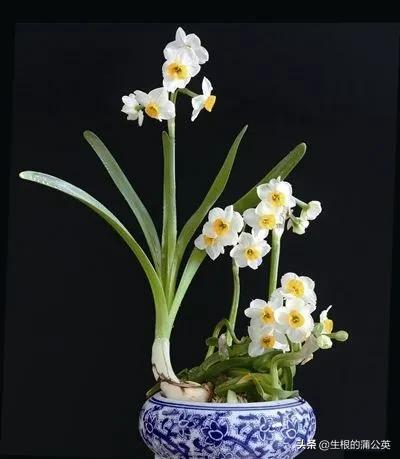 水生花卉栽培方法和技术,十种常见水生花卉