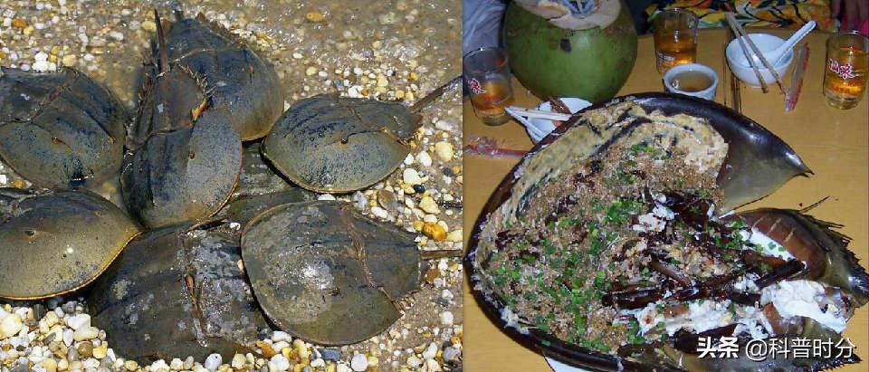 4亿岁生物被疯狂抽血,4亿多年蓝色血液引人类陷入绝境