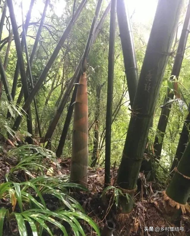 森林康养产业新模式,全域森林康养