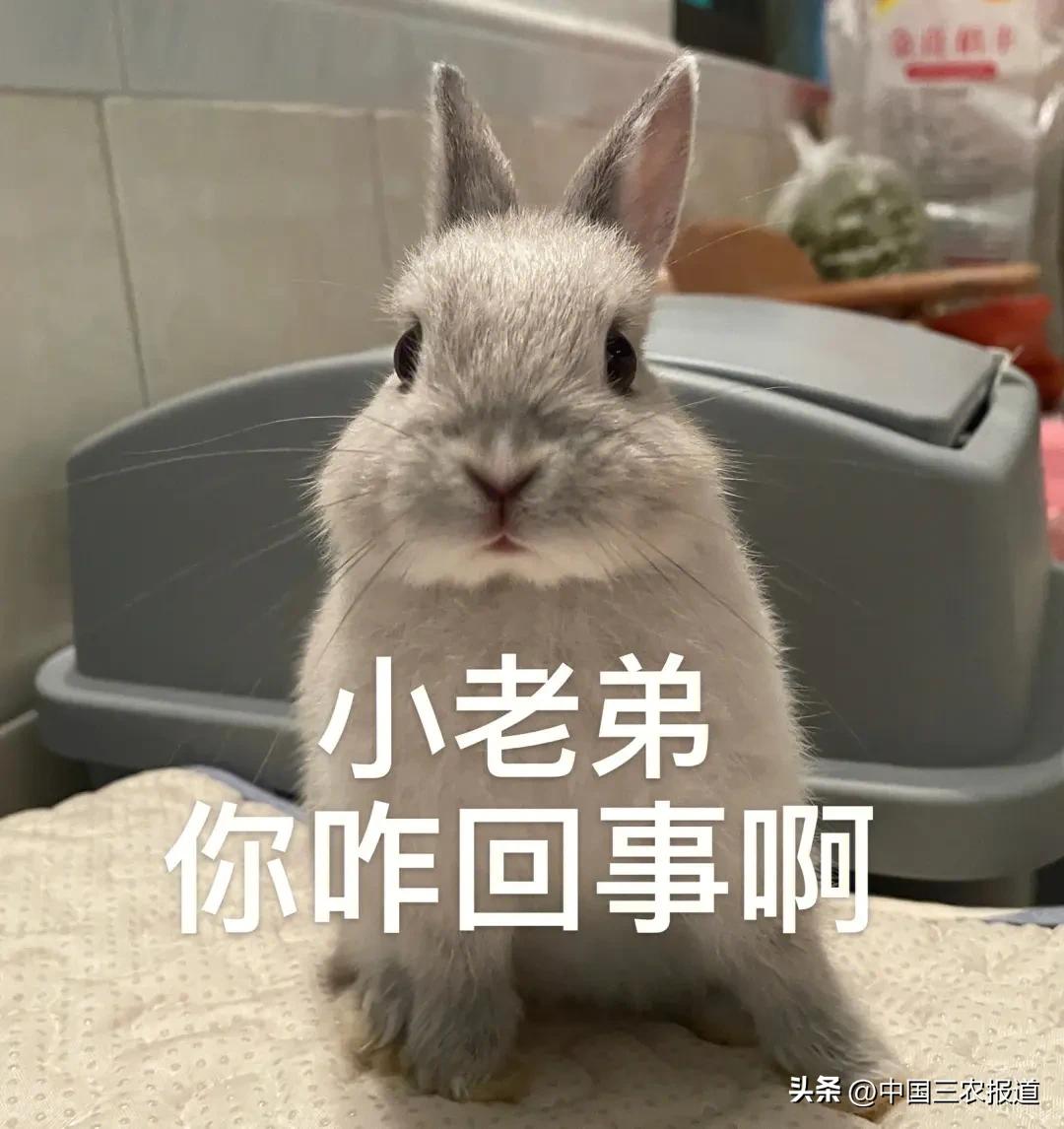 小白兔分别有哪13种生活习性,兔子有多少个种类家兔