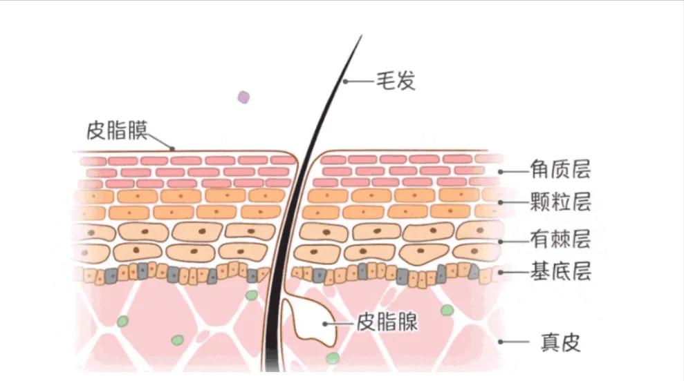 脸泛红是洗面奶的原因吗,为什么用完洗面奶脸会变白