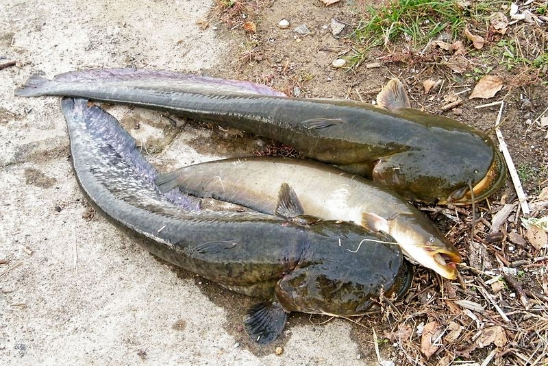 黑龙江鱼类大全名称,黑龙江十大出名鱼排名