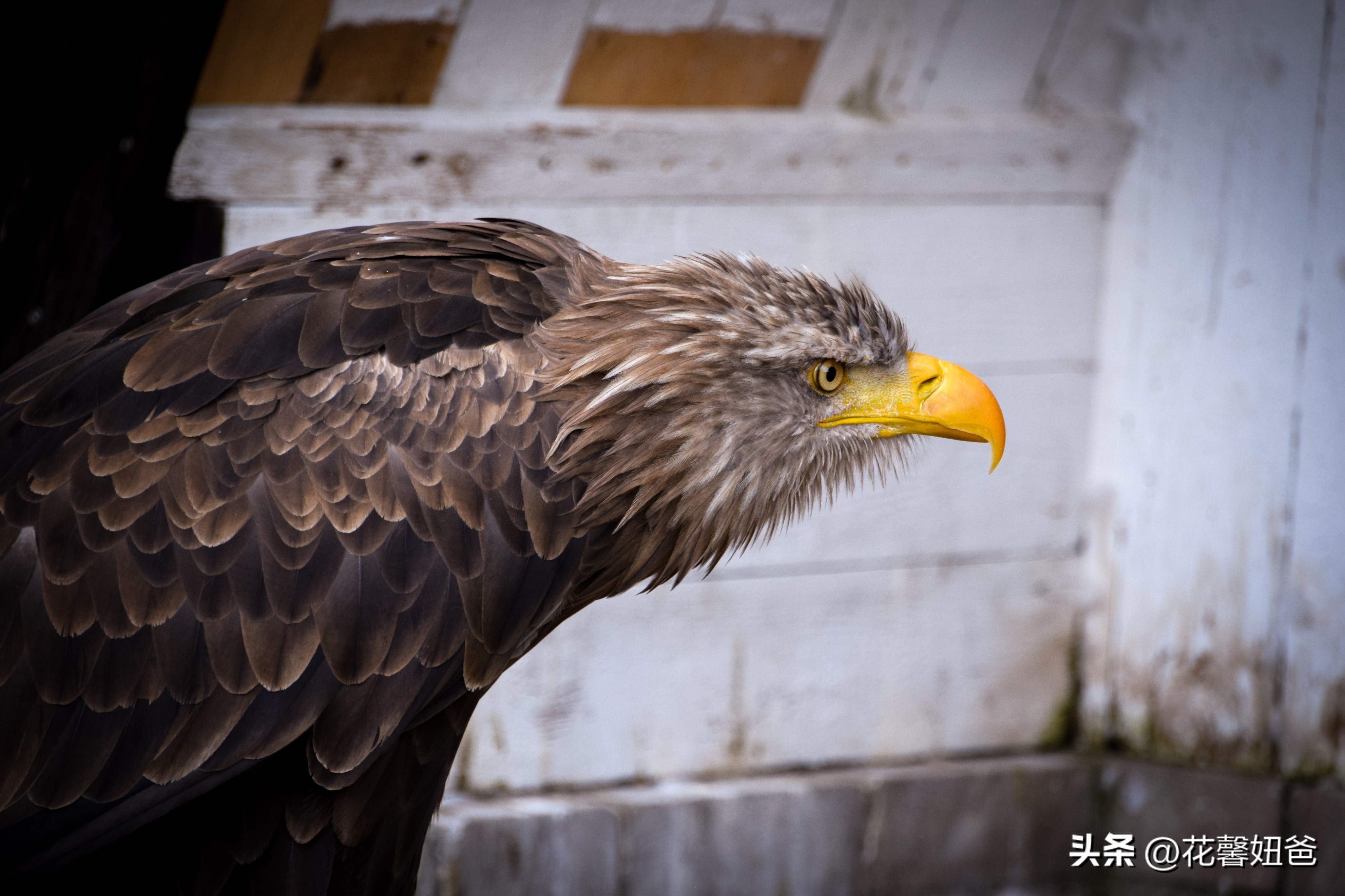 卡塔尔世界杯三十二强对阵图,卡塔尔世界杯的32强