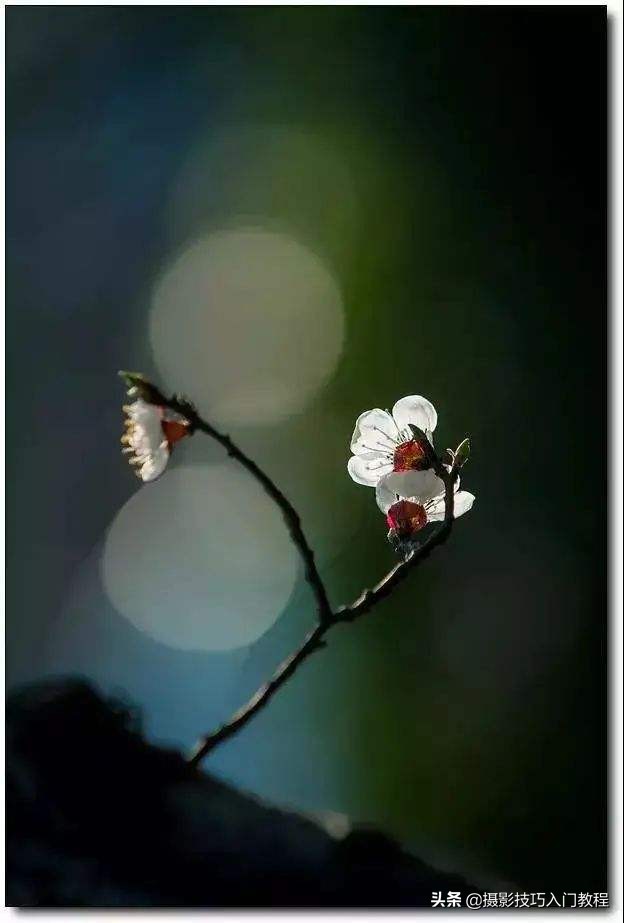 摄影花怎么拍,摄影技巧拍花常用的5种构图方法