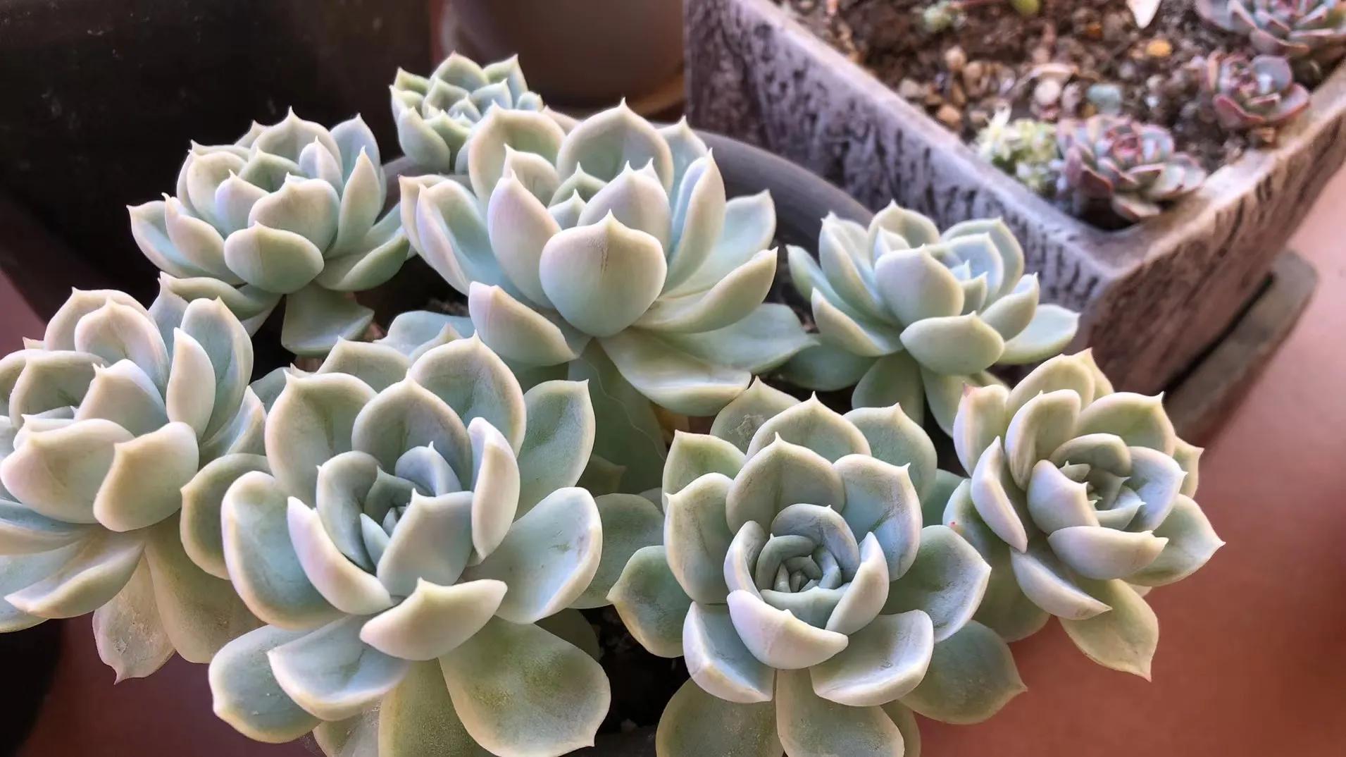 朋友家好多多肉怎么夸赞,朋友养的多肉太震撼