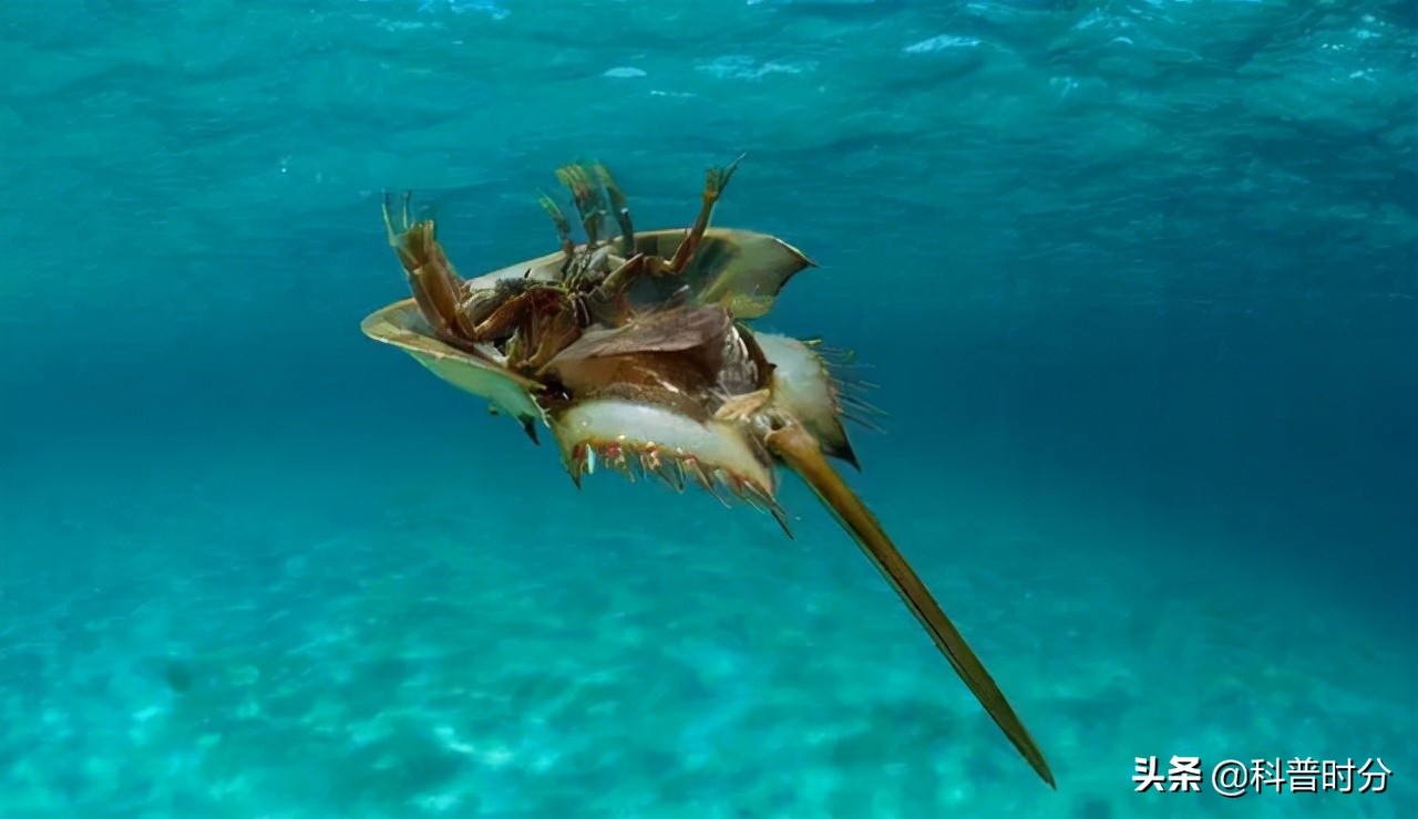 4亿多年蓝色血液引人类陷入绝境,4亿岁生物被疯狂抽血