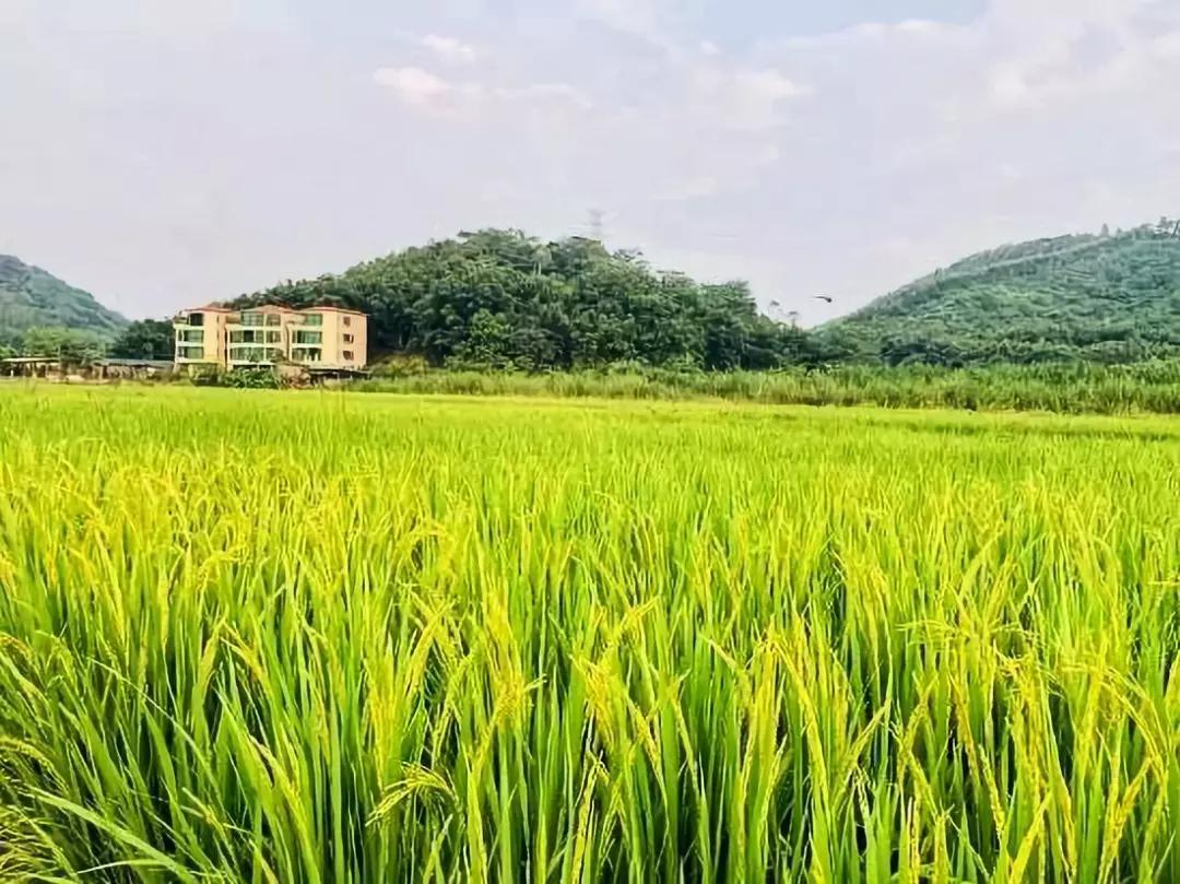 增城小众山野田园民宿,广州增城新晋网红民宿出炉