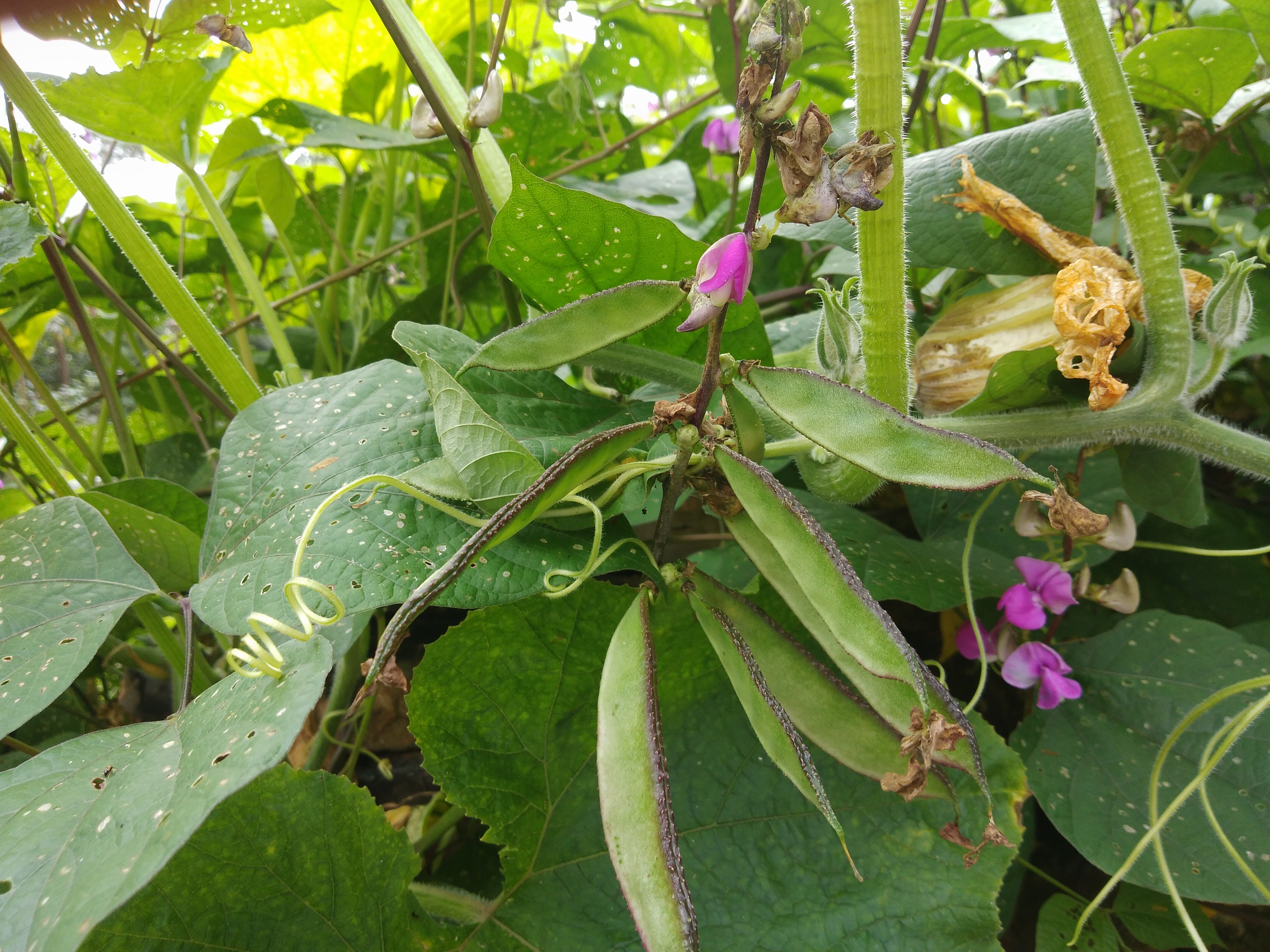 扁豆健脾的功效与作用,小小扁豆竟有这么多的养生功效