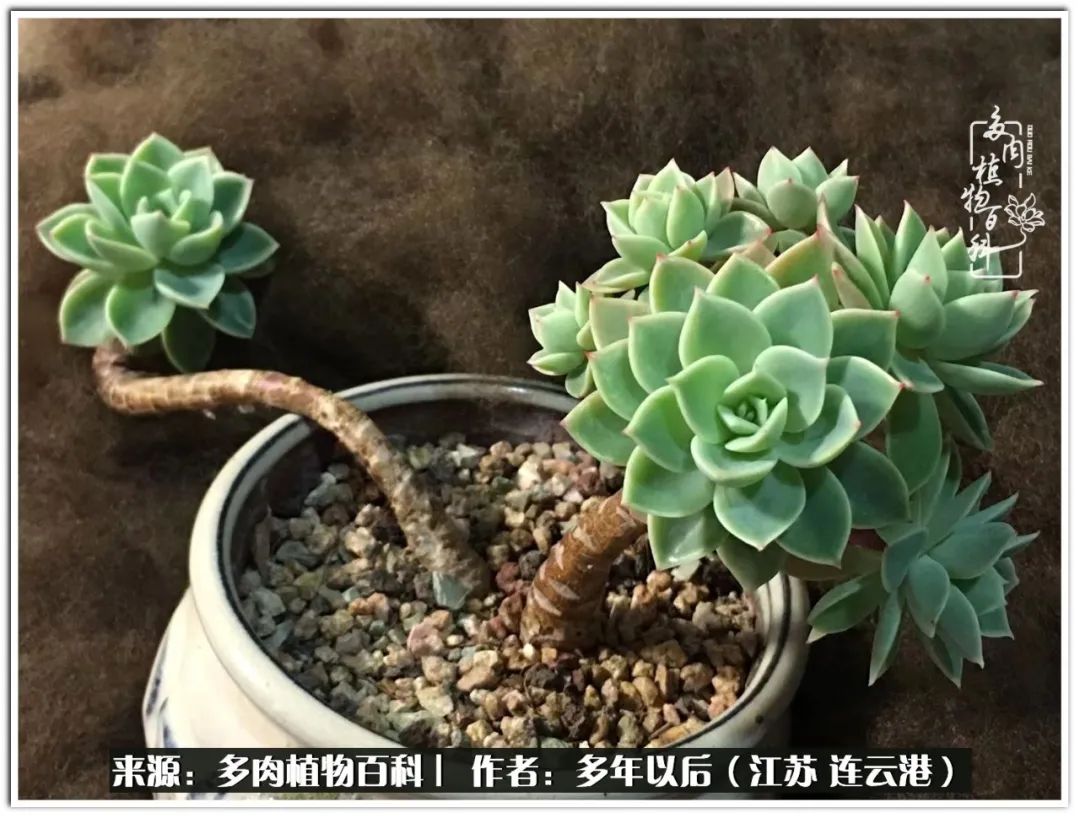 我若不弃，愿你不负我所期