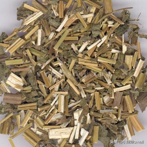 对一棵树的怀念和感悟,对植物的感恩