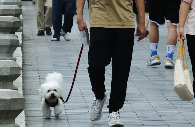 夏季被狗咬怎么办,被狗子咬了怎么处理