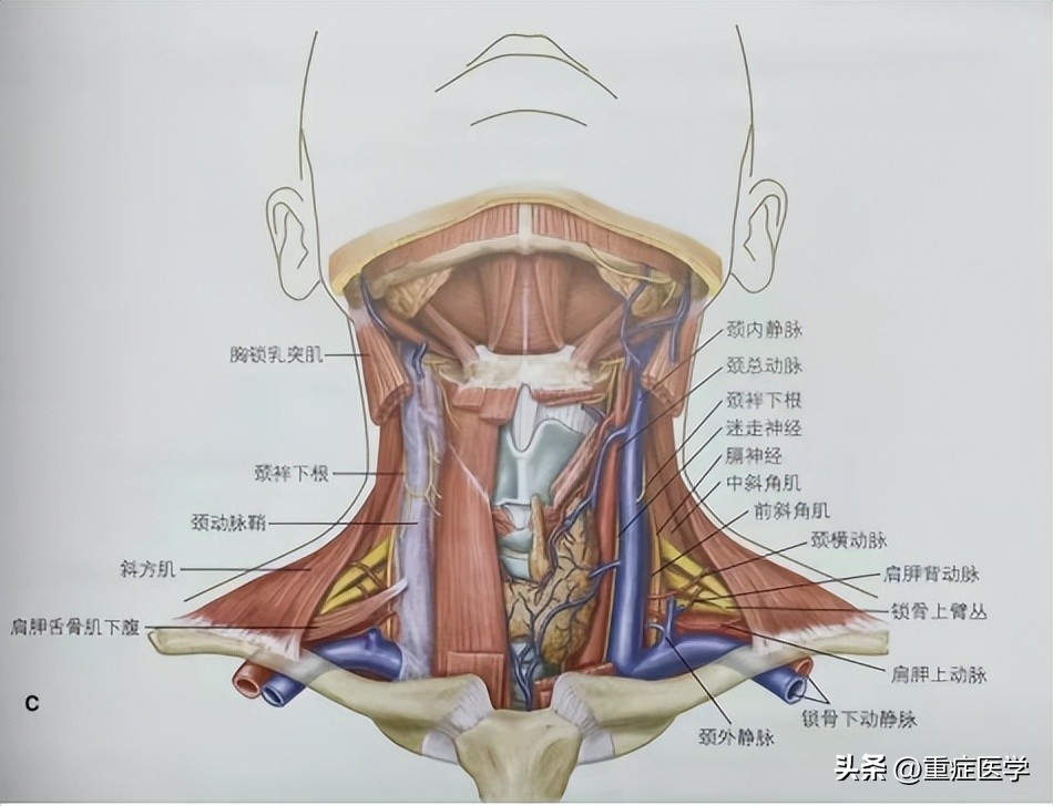 保姆级深静脉穿刺全攻略，建议收藏！