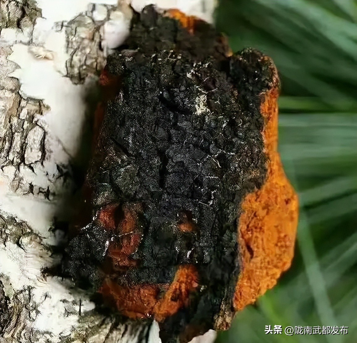 俄罗斯进口中草药,俄罗斯出口中国商品