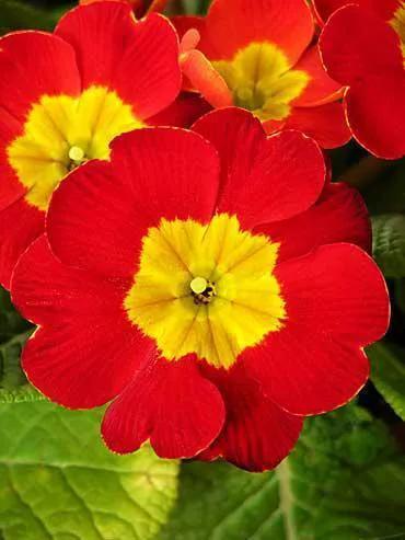 考不上“大小一六八”别泄气,“三朵金花”同样助您考上好大学