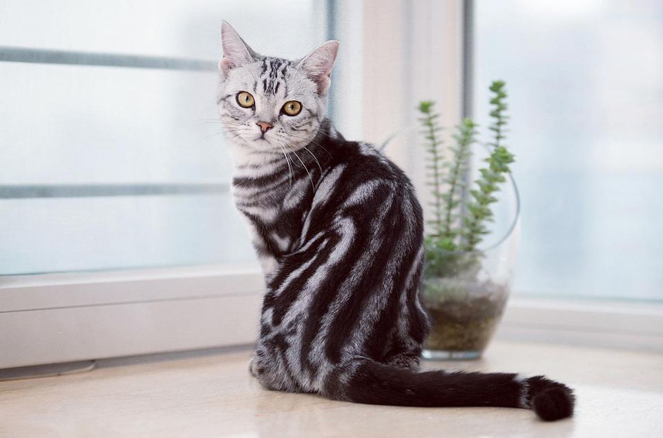 养猫首选这几种猫既便宜又好养,养猫最建议养什么猫