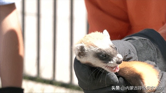 黄鼠狼跑超市好吗,黄鼠狼进超市偷蛋