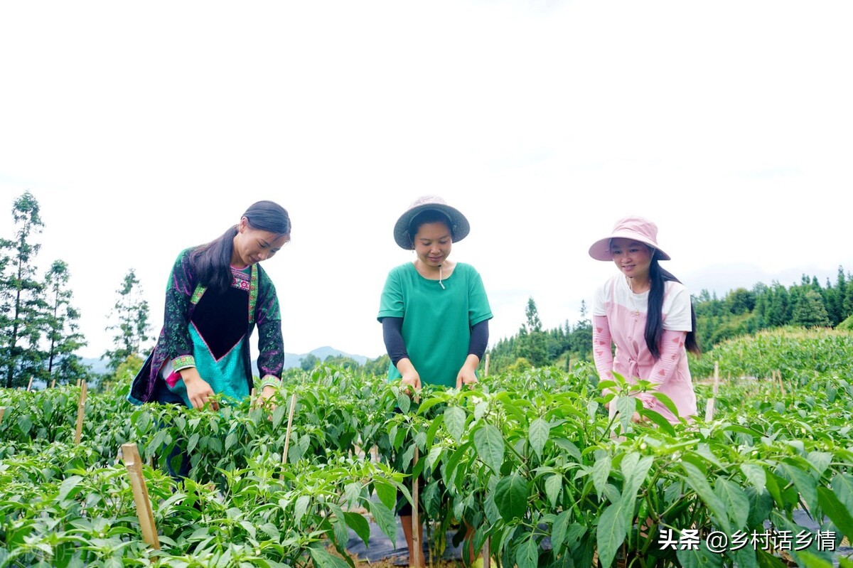 磷酸二氢钾假的成分,磷酸二氢钾是假的怎么办