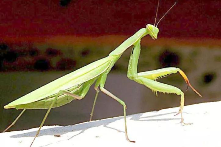 螳螂吃掉自己丈夫的头,螳螂为什么吃掉配偶螳螂吃蛇